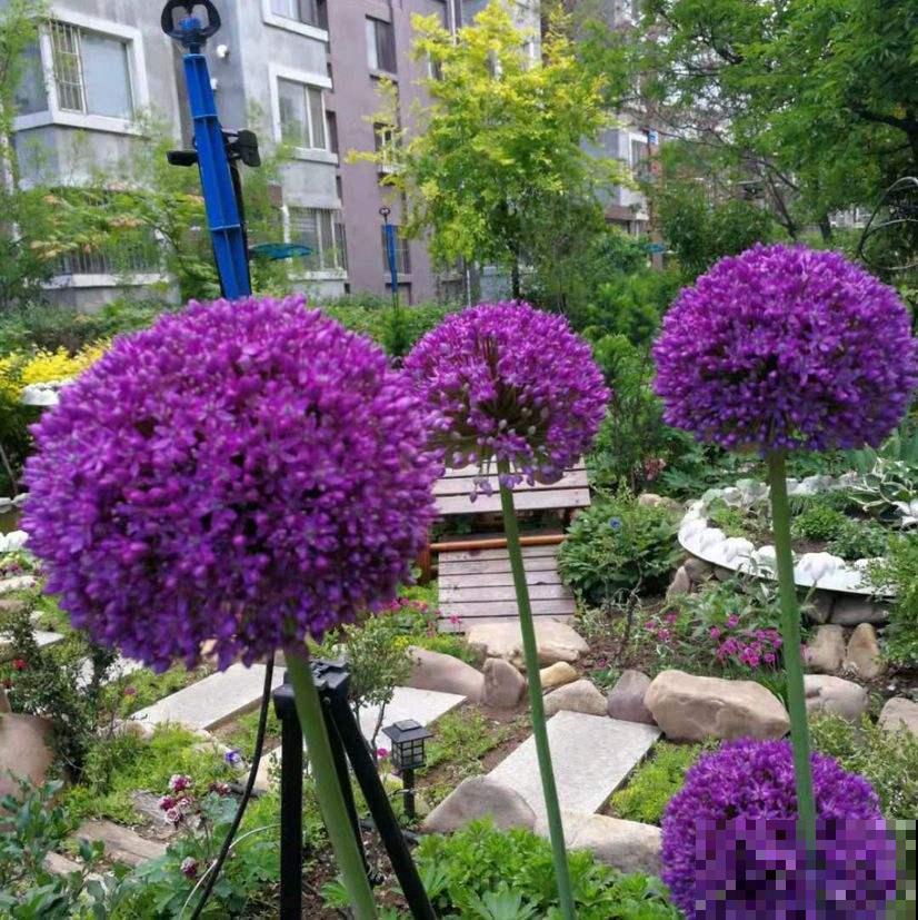 长得像蔬菜的植物，可千万不能吃，中毒就麻烦了