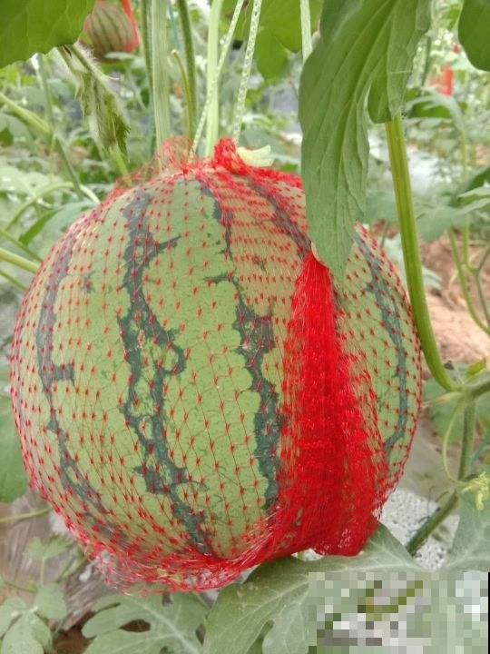 买西瓜还只会敲？用这3种方法，挑走全场最甜西瓜