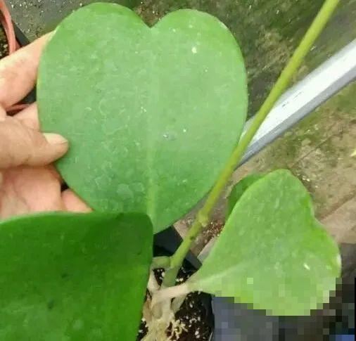 大叶子耐阴花，室内一定养，叶子比脸大，真凉快