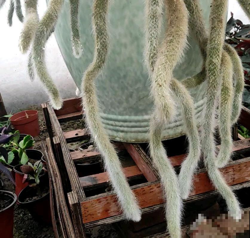 3种花天生可爱,有趣的人都爱养,满盆都是小动物 3种花天生可爱,有趣的人都爱养,满盆都是小动物