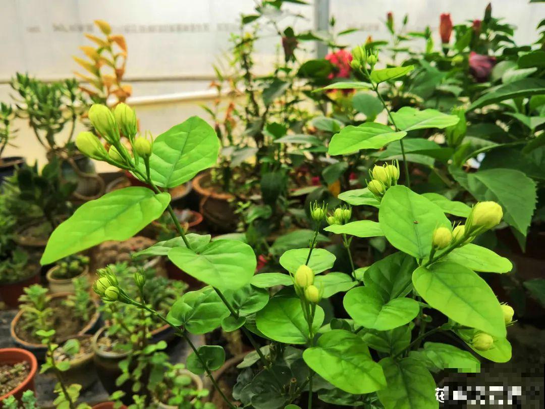 6种花耐高温，夏天也能养开花