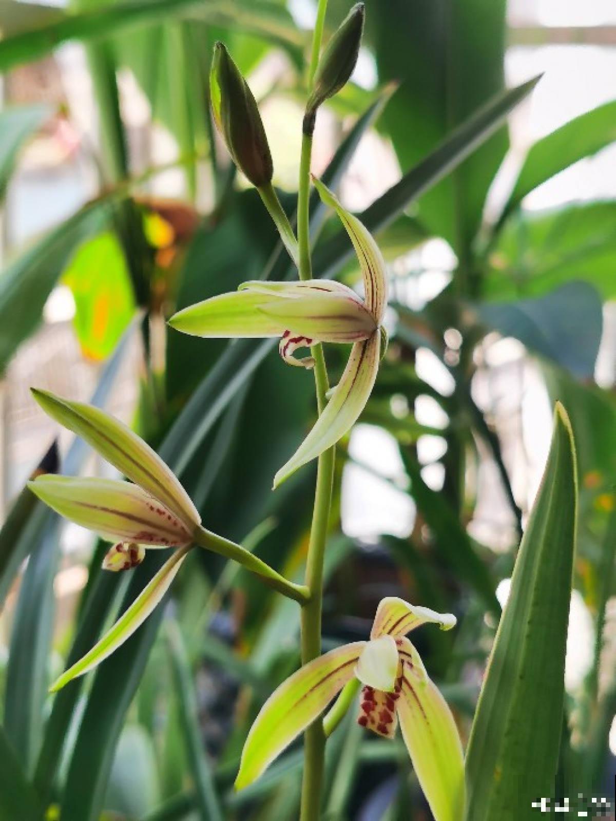 你养的未必是兰花，种类多差别细，国兰种类大科普