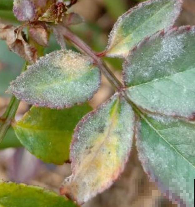 月季得了黑腐病,全株都枯萎,赶紧预防! 月季得了黑腐病,全株都枯萎,赶紧预防!