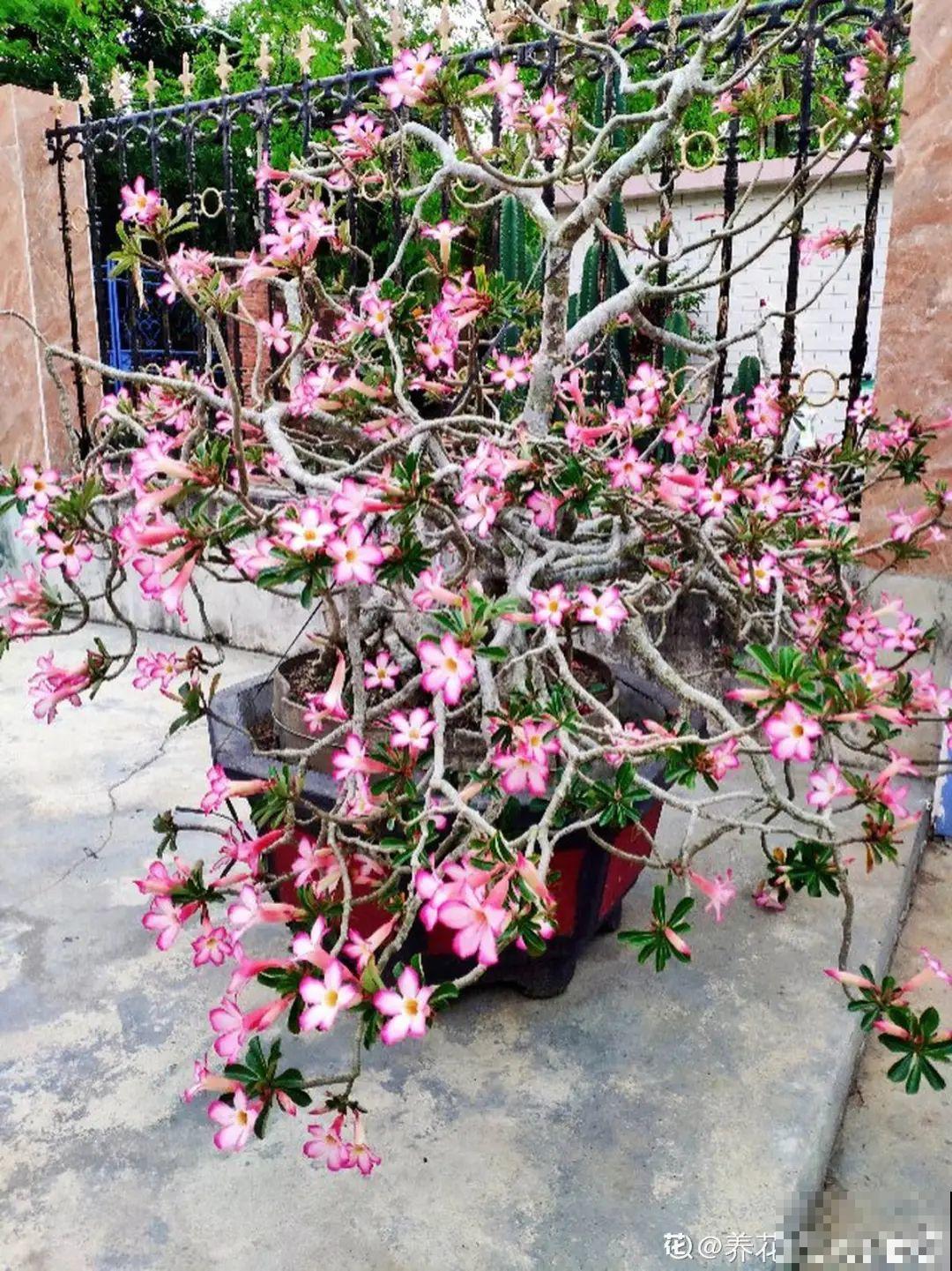 虎皮兰浅盆养，小芽嗖嗖冒，满盆都是新芽