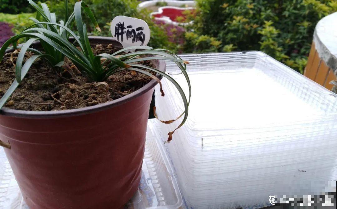 养花换个方法，长得更旺，养花杀手必看