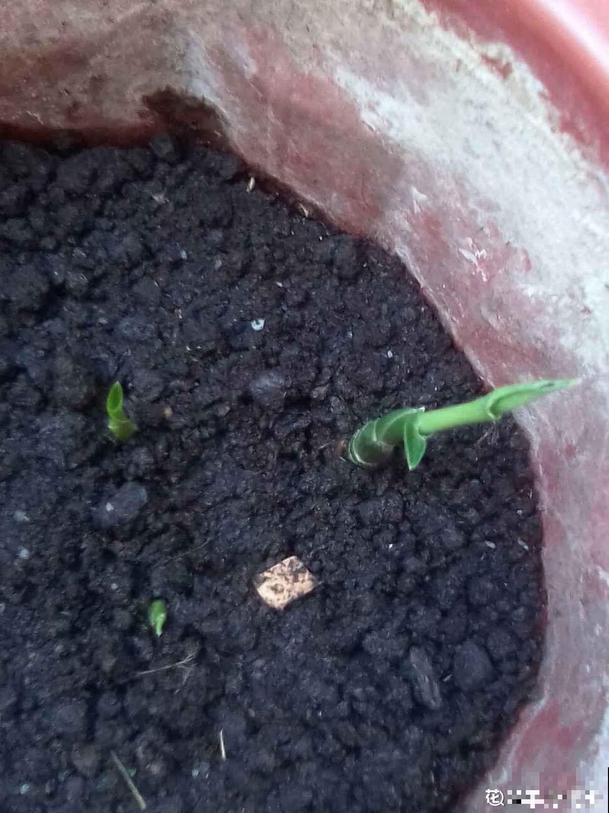 吃剩的蔬菜扔土里,长成清新绿植,怪好看的 吃剩的蔬菜扔土里,长成清新绿植,怪好看的