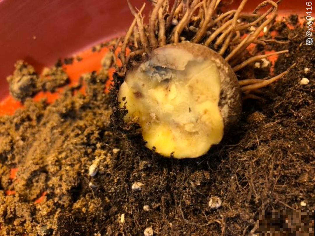 9种花,天热会“假死”,千万别丢了,秋天就苏醒 9种花,天热会“假死”,千万别丢了,秋天就苏醒