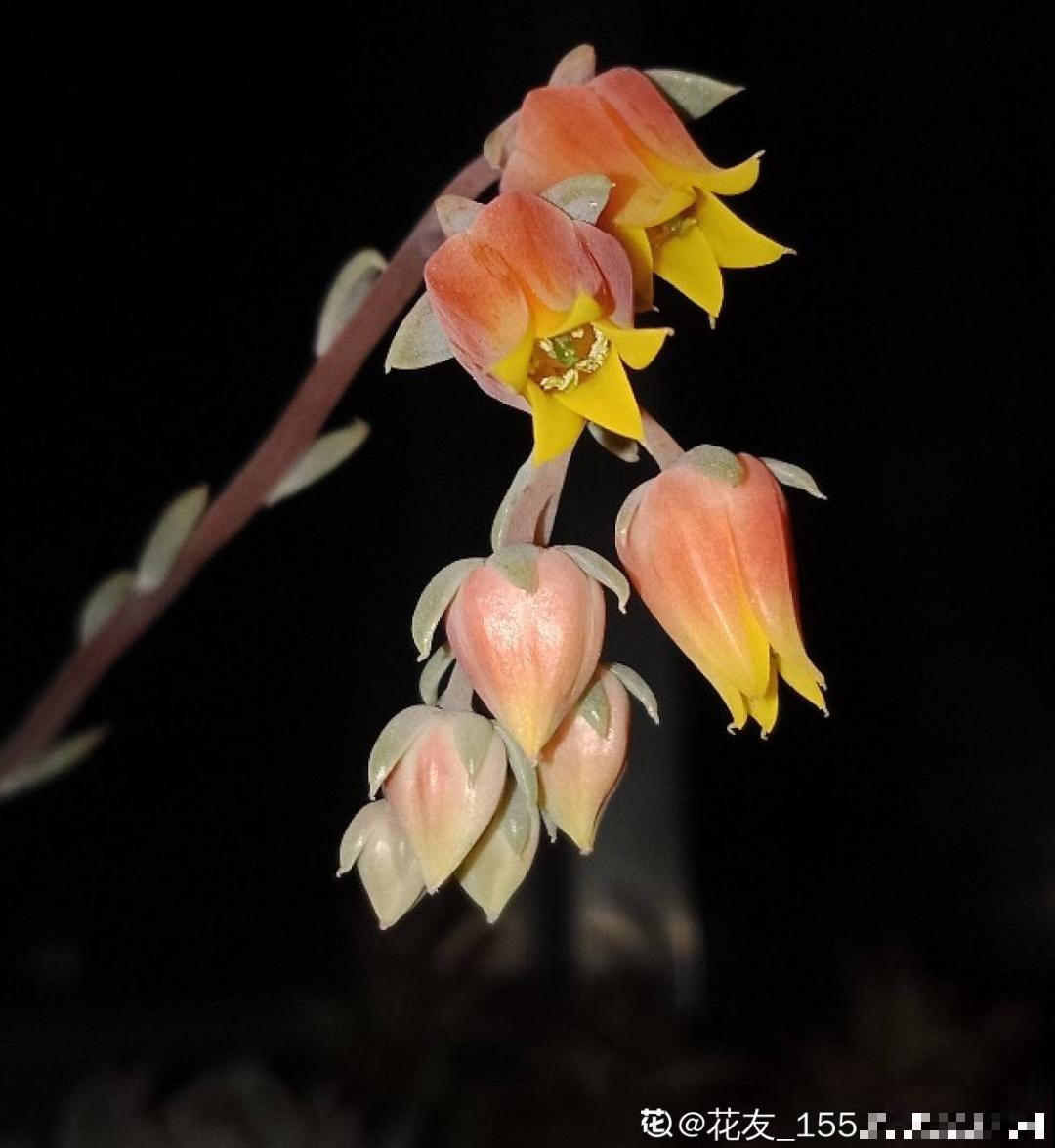 百合开花后，养分消耗太大，补充肥料是关键