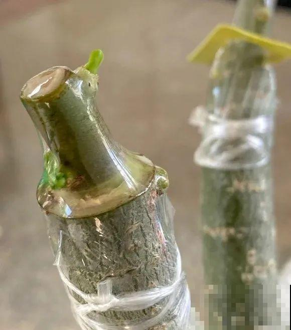 养了30年的玉树,扦插开出9色花,快来沾沾喜气 养了30年的玉树,扦插开出9色花,快来沾沾喜气