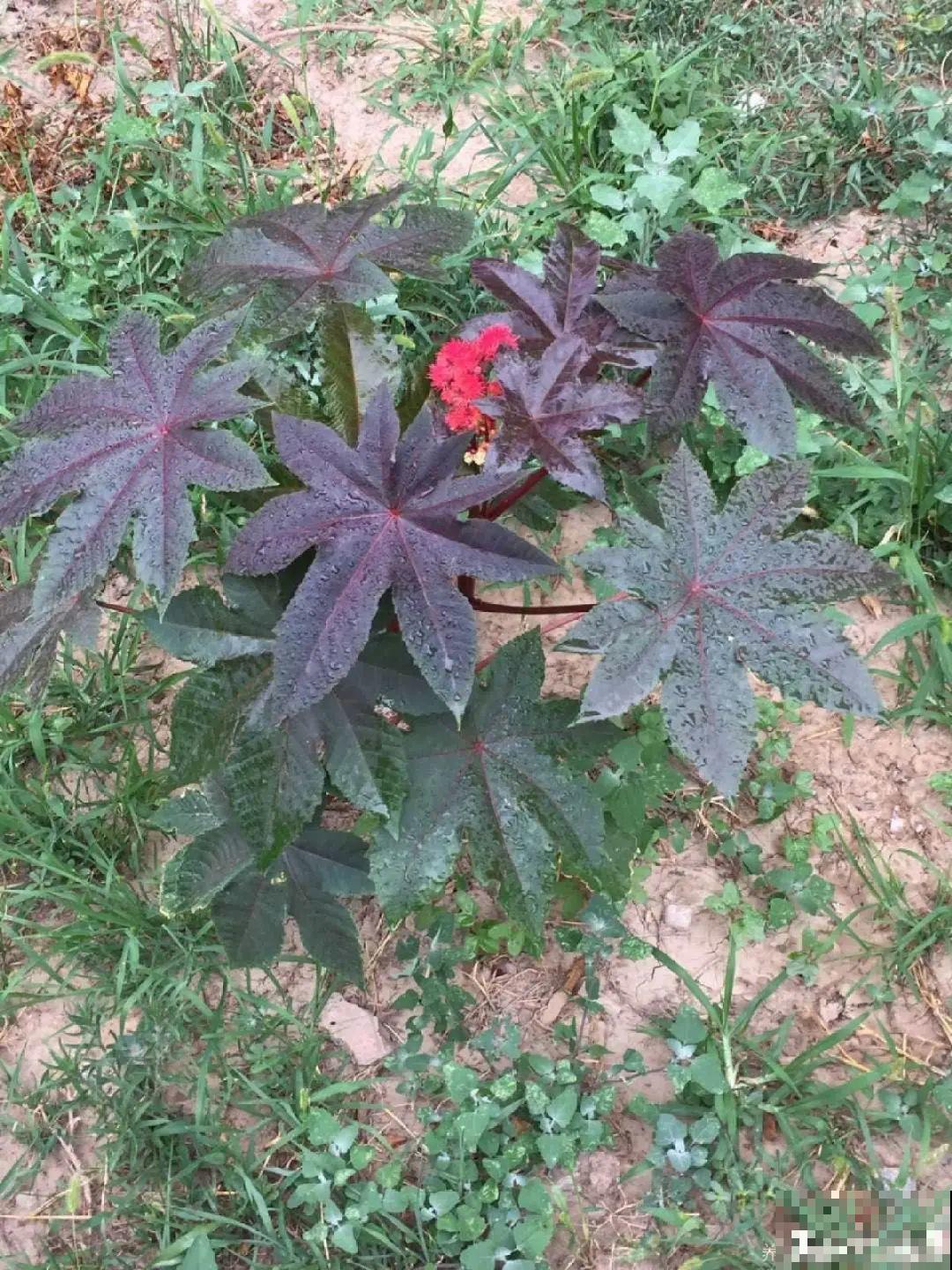 路边的有毒果，被老人捡回家吃，真吓人