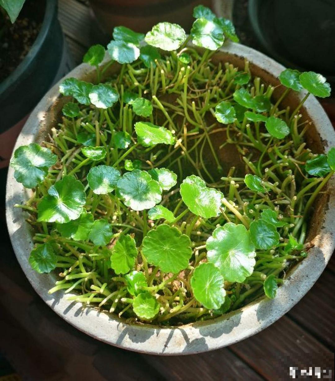 茉莉一长高就剪，别舍不得， 剪对了能快速复花