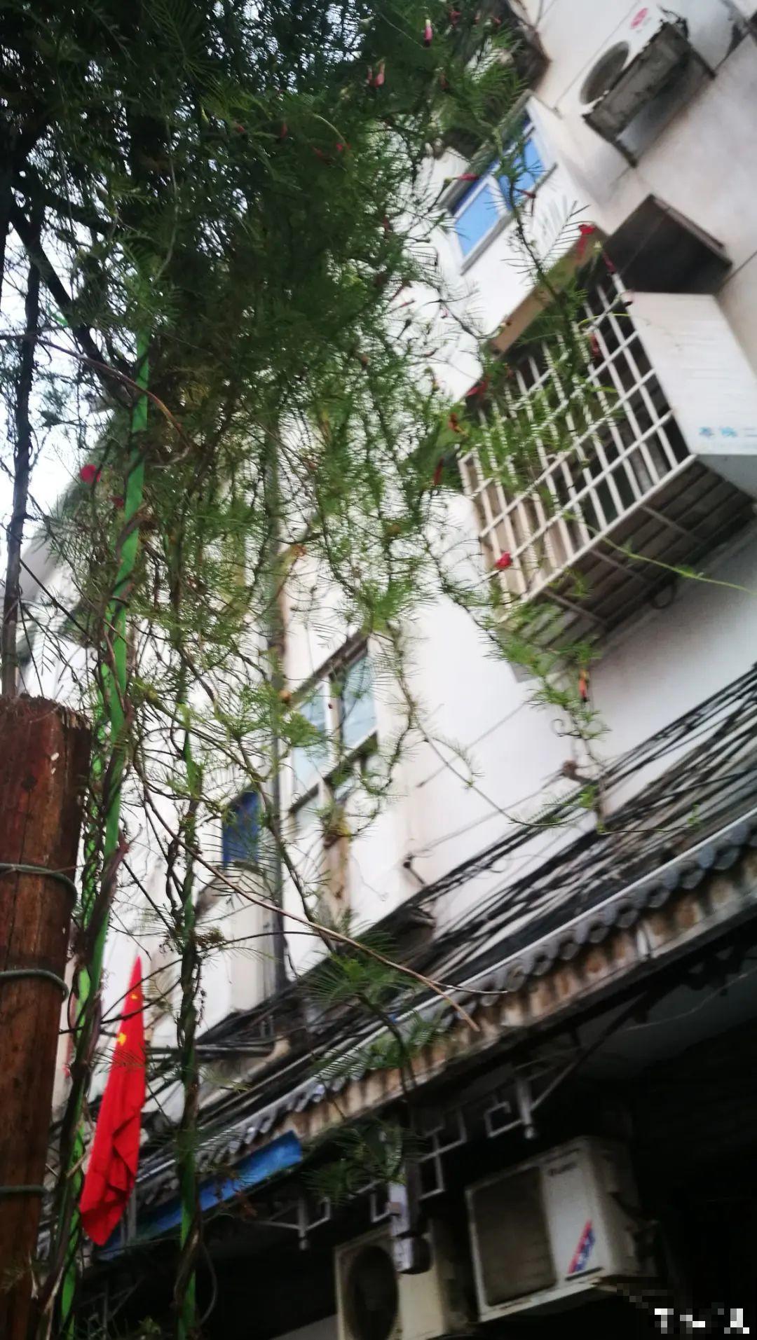 屋里养了“窗帘花”，遮阴效果好，屋里温度嗖嗖降