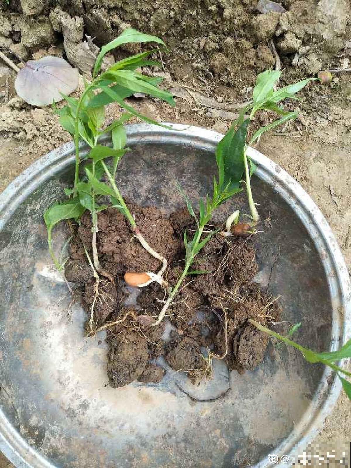 吃桃季，院子还没种桃树的看过来，纯天然无公害