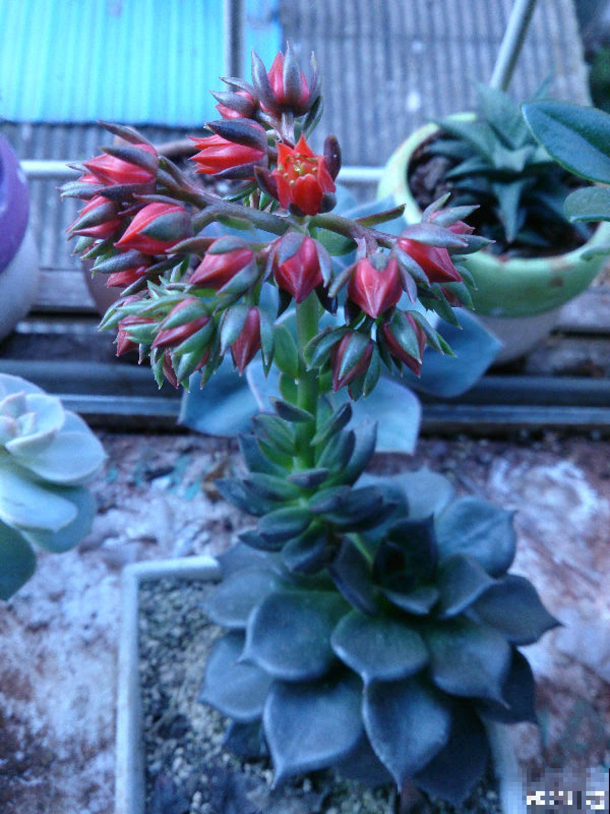 多肉长坏了别扔!剪一剪砍一砍,原地就能“满血复活” 多肉长坏了别扔!剪一剪砍一砍,原地就能“满血复活”