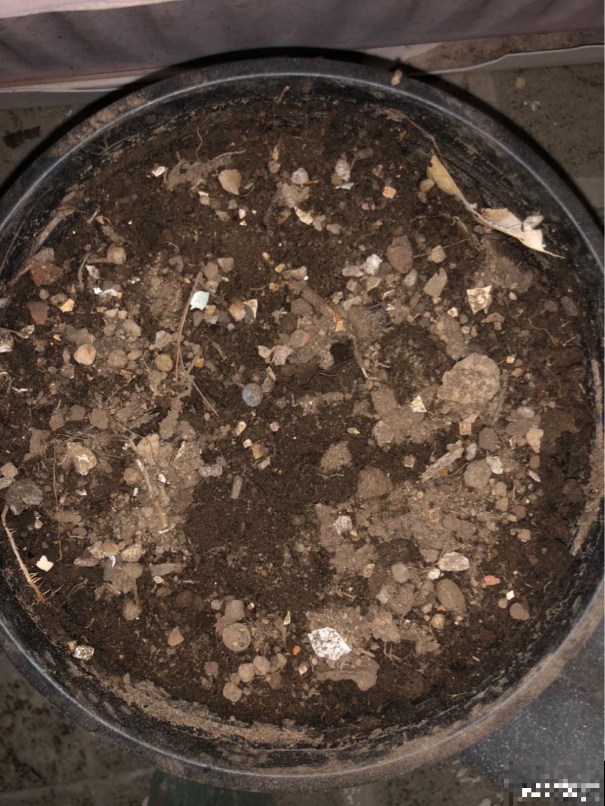 邻居种的茄子，两只手才能抓过来，到底咋种地？