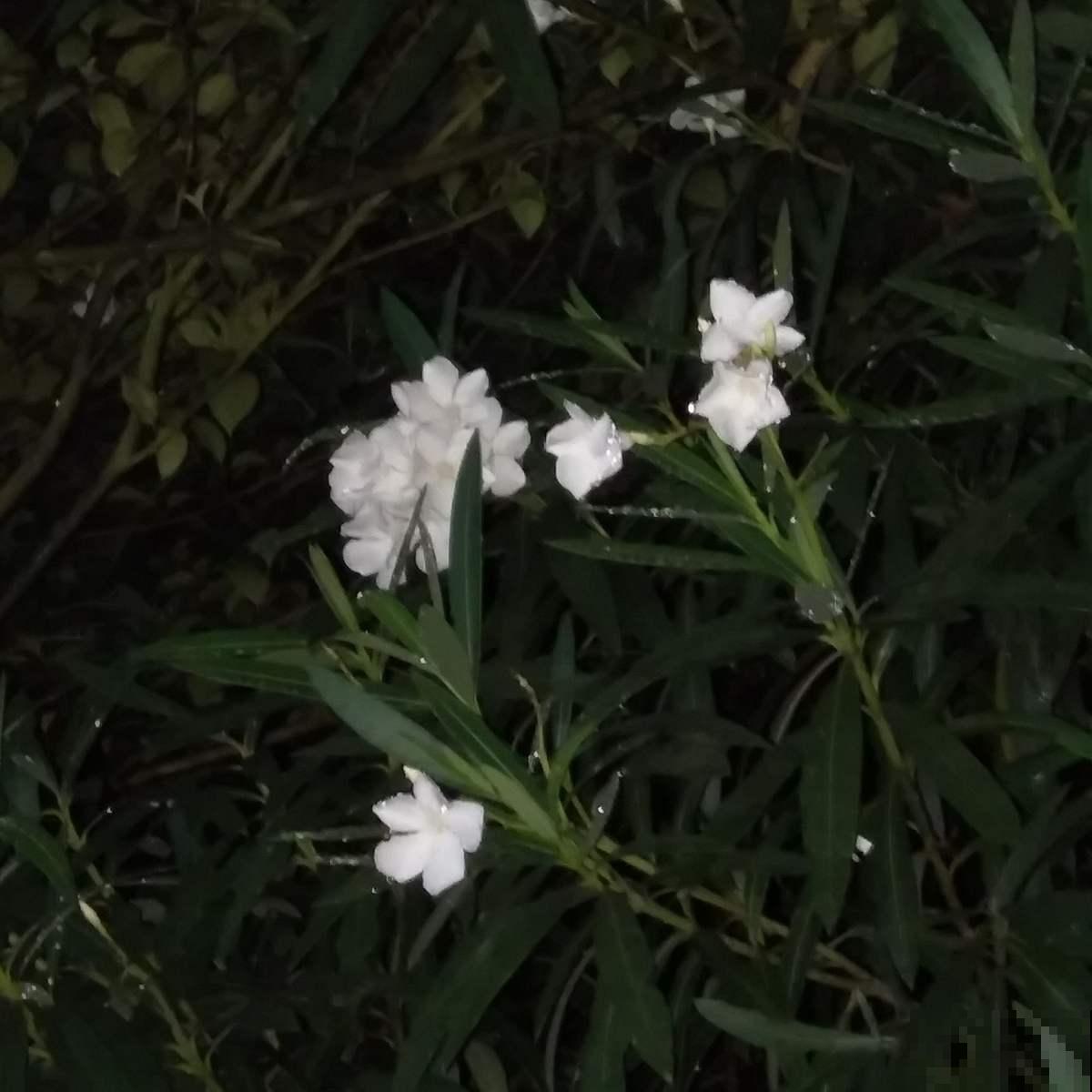 常见花卉就没毒?错了!5种常见花有毒 常见花卉就没毒?错了!5种常见花有毒