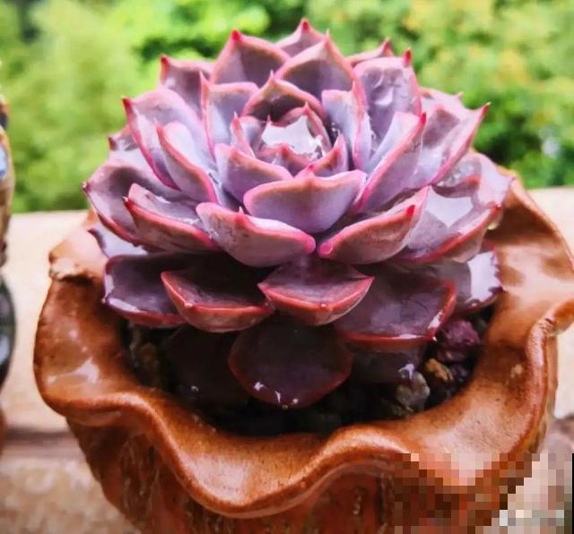 三伏天,8种花进入“鬼门关”,切莫大意 三伏天,8种花进入“鬼门关”,切莫大意