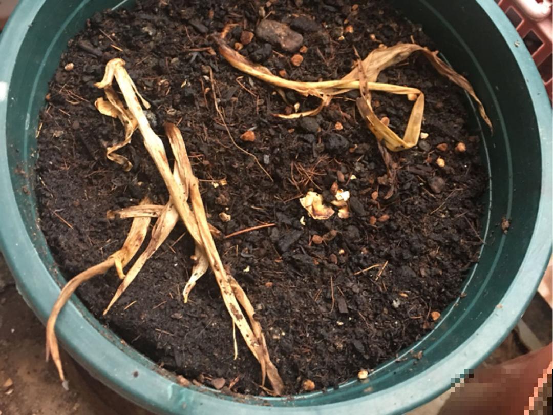 30℃以上，10种花就先别养了，买一盆死一盆，别怪我没提醒你