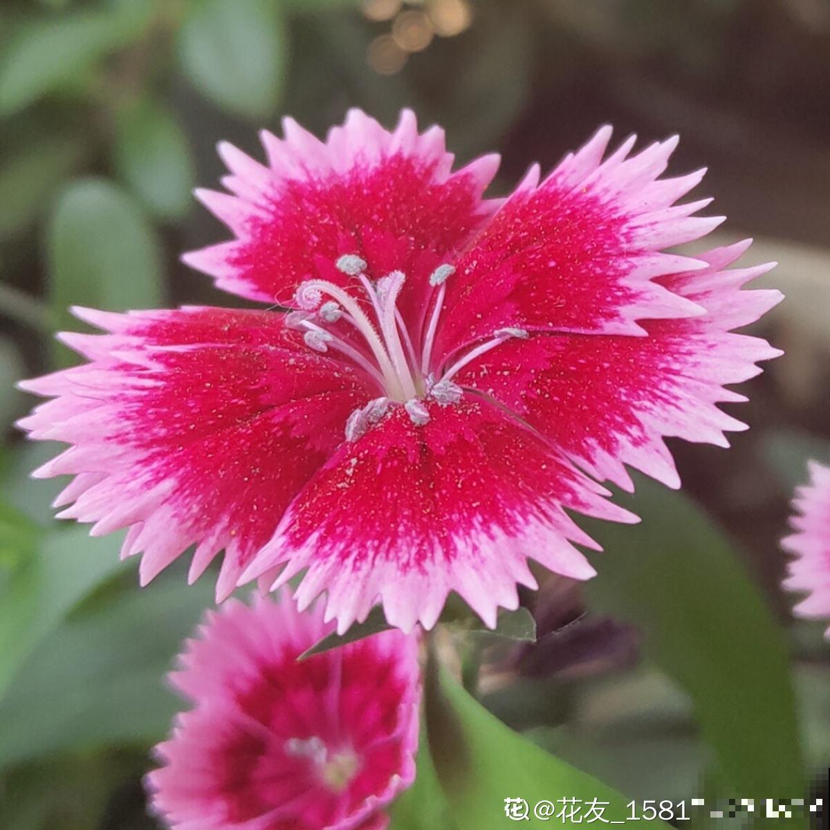 秋天是养草花的季节，12种草花现在播种，俩月就能开花