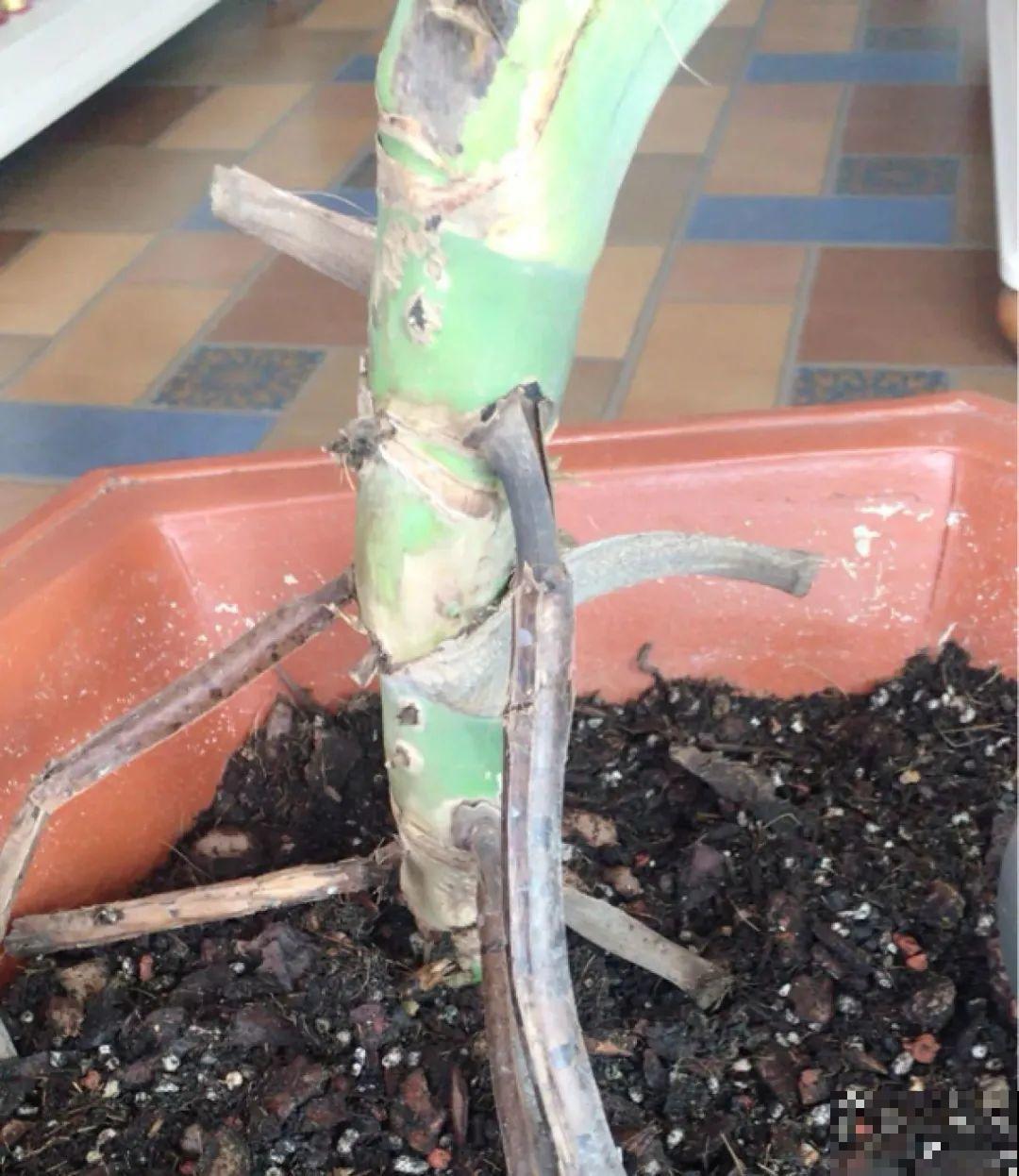 夏天看见气生根,赶紧剪下来,插土里就活 夏天看见气生根,赶紧剪下来,插土里就活