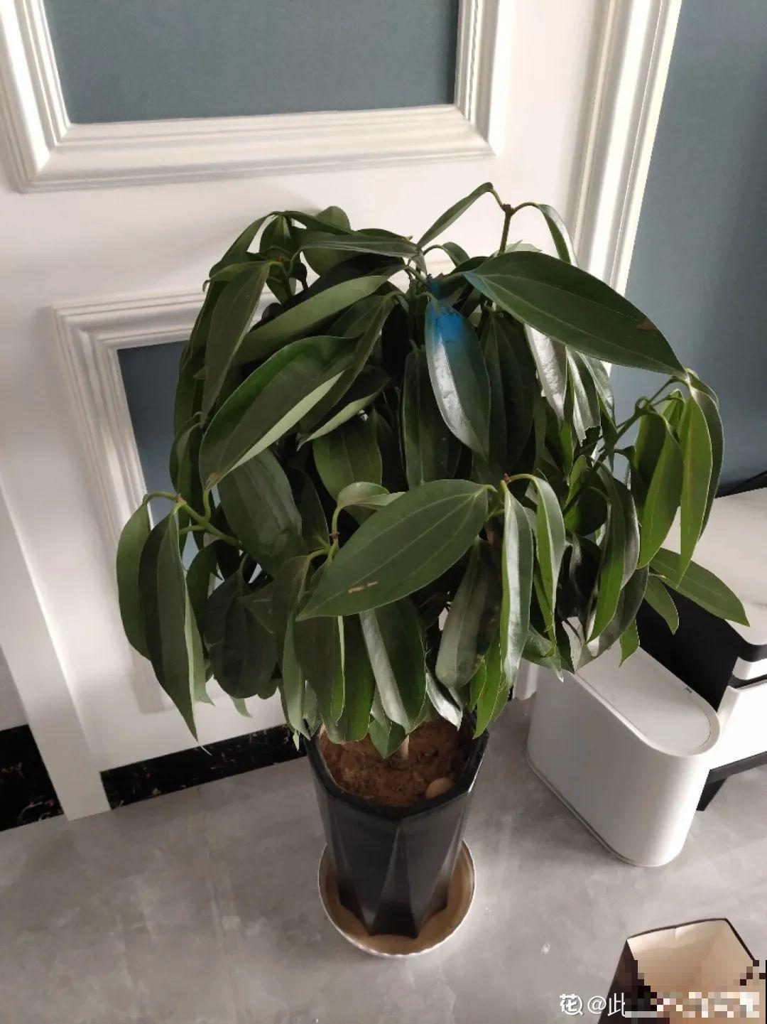 网购回家的花，一定要第一时间打开，不然都闷死了