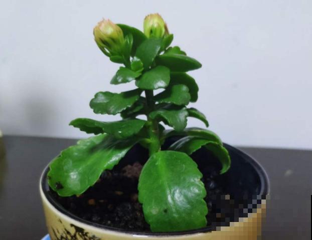 茉莉一长高就剪，别舍不得， 剪对了能快速复花