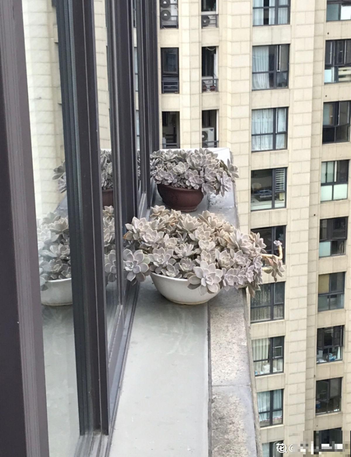 现在养多肉要注意4要点,别让多肉熬过夏天,却死在秋天 现在养多肉要注意4要点,别让多肉熬过夏天,却死在秋天