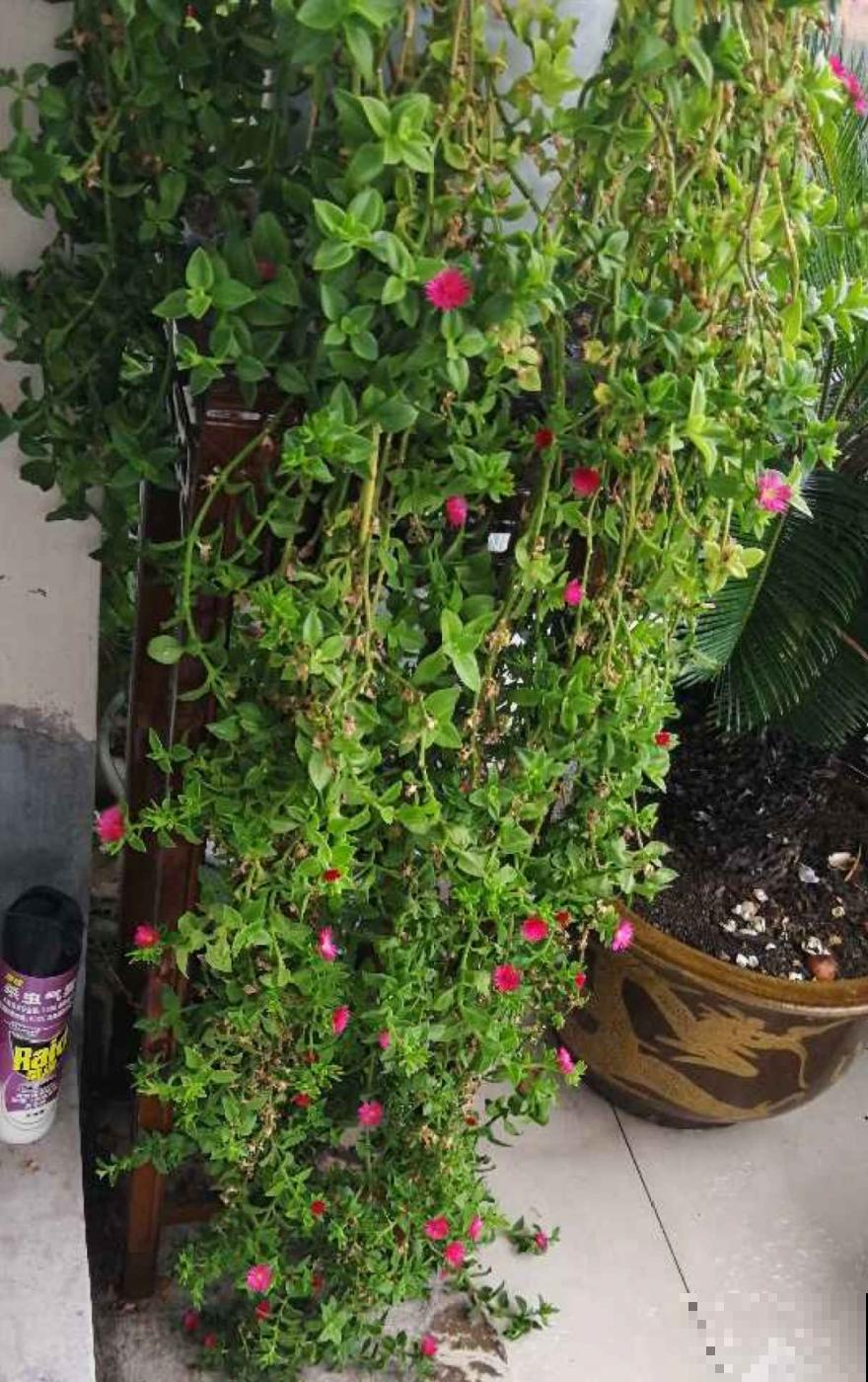 “不死鸟”真烦人，越养越多，真想扔掉