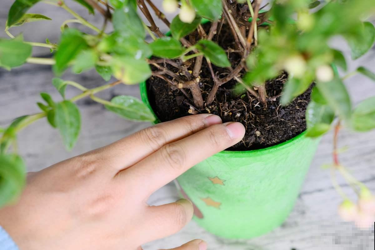 室内明明很凉快，怎么植物还枯萎？做好室内养护，植物安稳过夏天