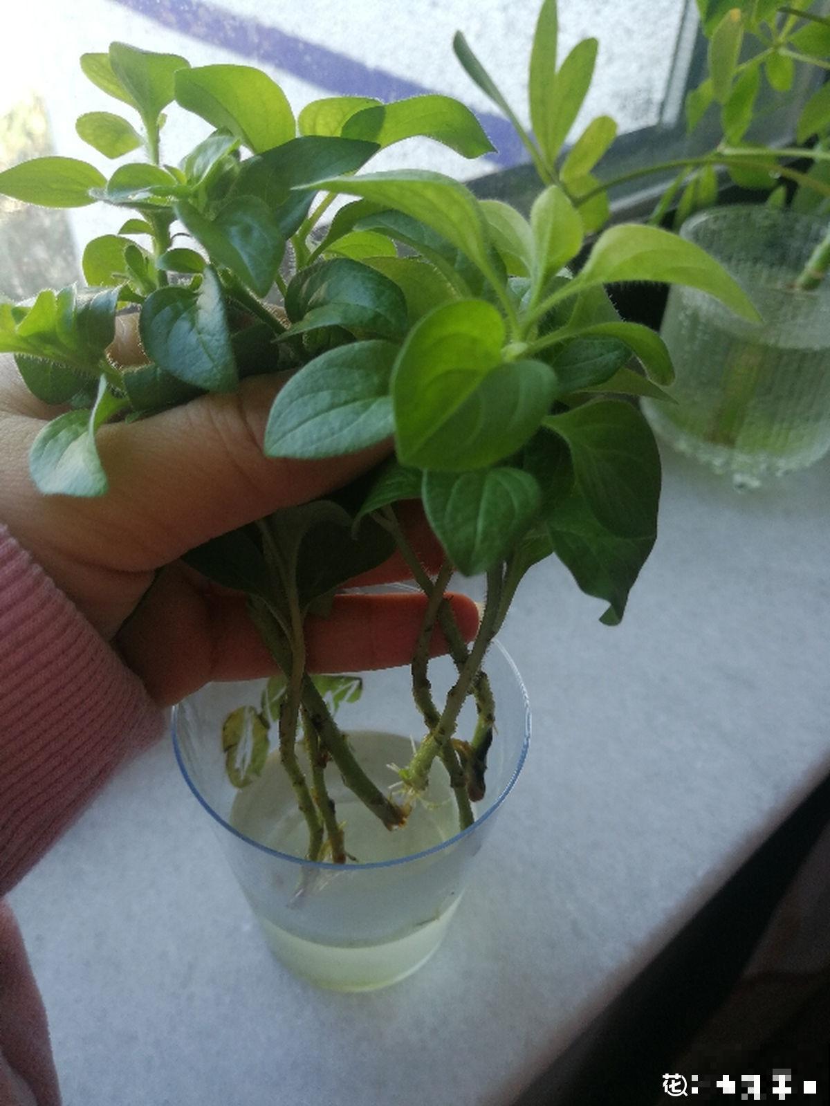 花朵中的“爆花机器”，初秋正是生长旺季，越“掐”花越多