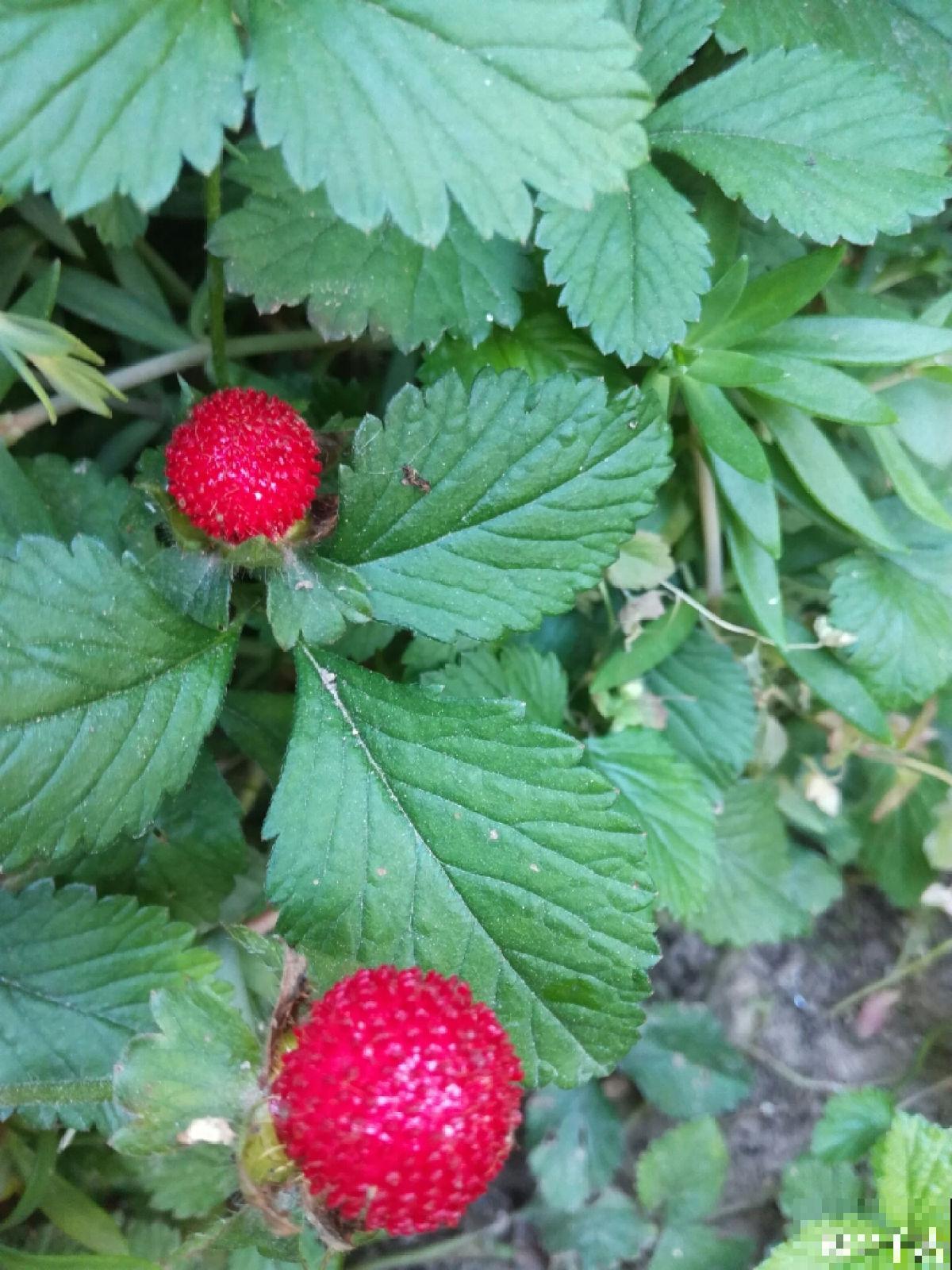 童年常见的20种花，城里很难见到，你认识几种
