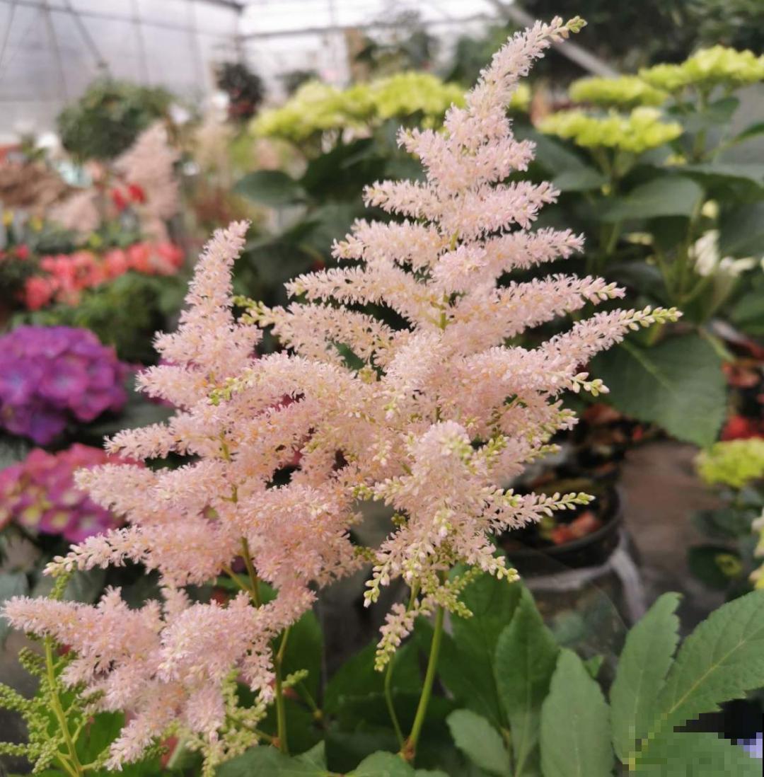 家里别只养绿萝,15种精致耐阴花,光照不好也能长很美 家里别只养绿萝,15种精致耐阴花,光照不好也能长很美