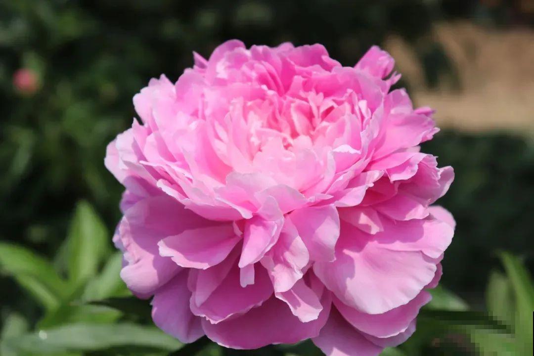 一年只能种一次的花,开花富贵寓意吉祥,堪称“花中宰相” 一年只能种一次的花,开花富贵寓意吉祥,堪称“花中宰相”