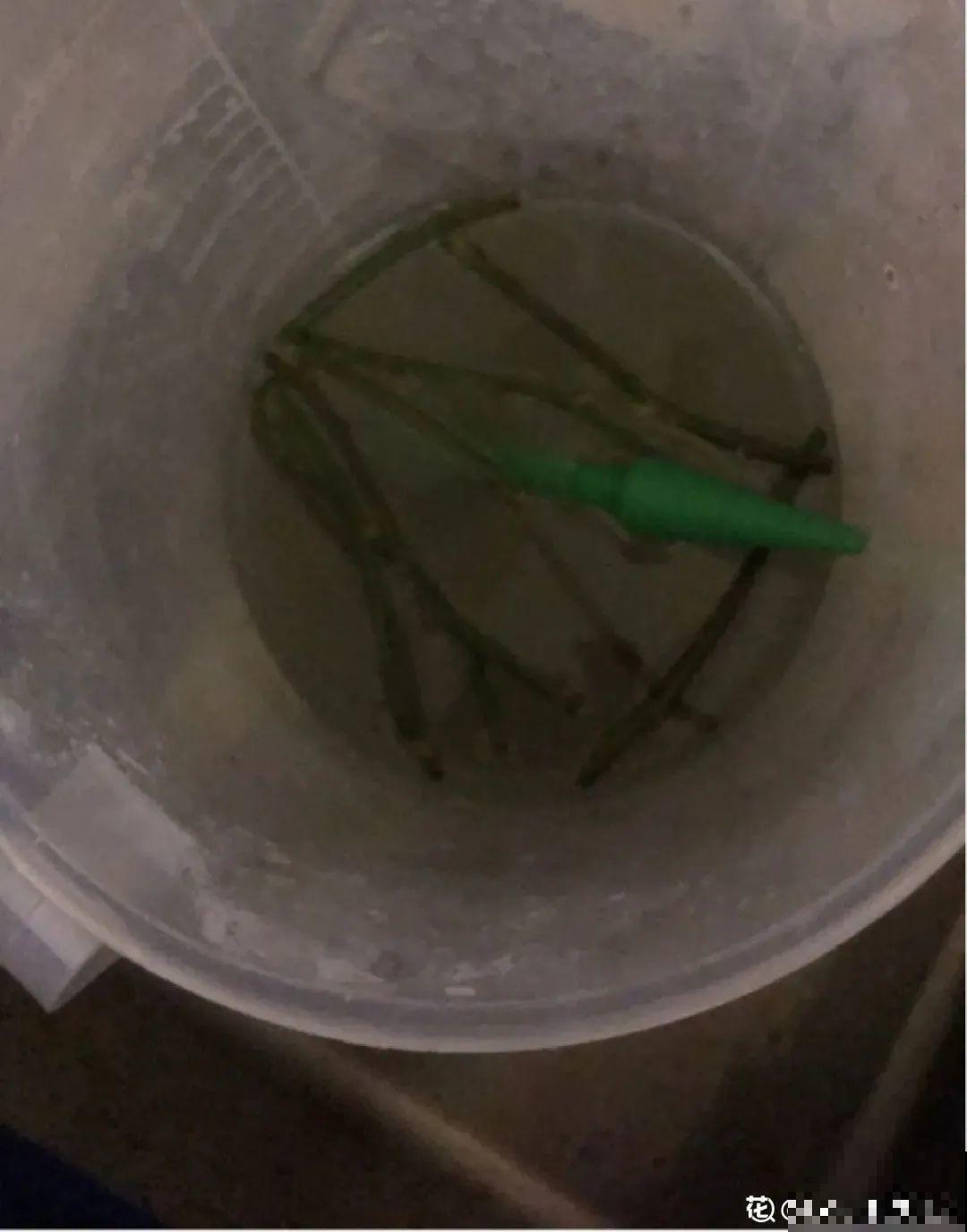 旧筷子、老干妈瓶别扔，拿来养花效果好，省下一笔养花钱