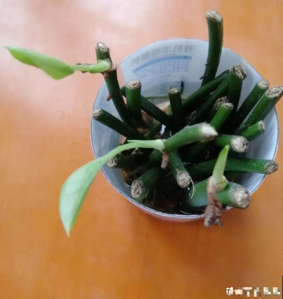 夏天看见气生根,赶紧剪下来,插土里就活 夏天看见气生根,赶紧剪下来,插土里就活