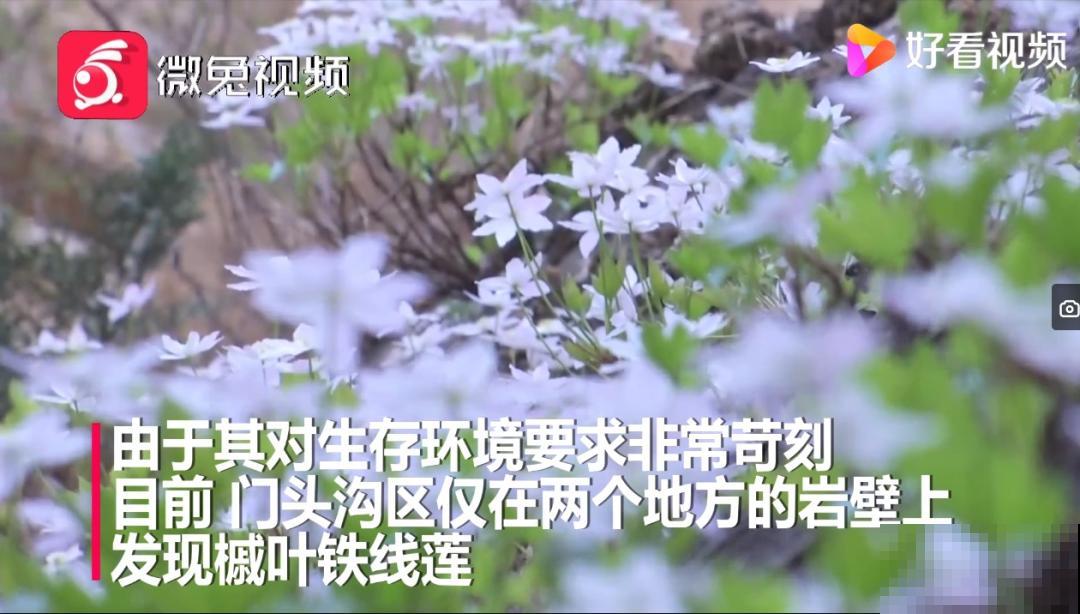 看到稀奇花，不认识的别去挖，可能会触犯法律