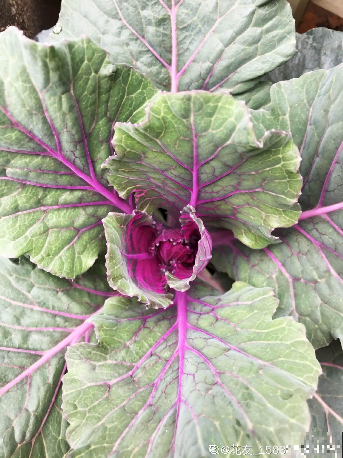 长得像蔬菜的植物，可千万不能吃，中毒就麻烦了