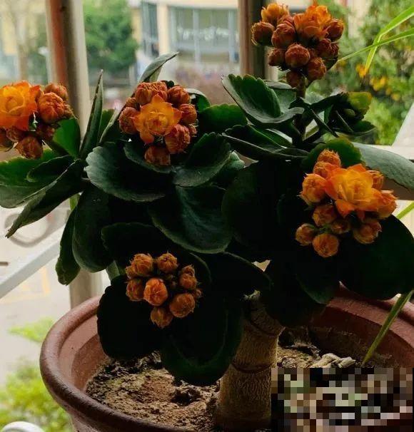 养了30年的玉树,扦插开出9色花,快来沾沾喜气 养了30年的玉树,扦插开出9色花,快来沾沾喜气