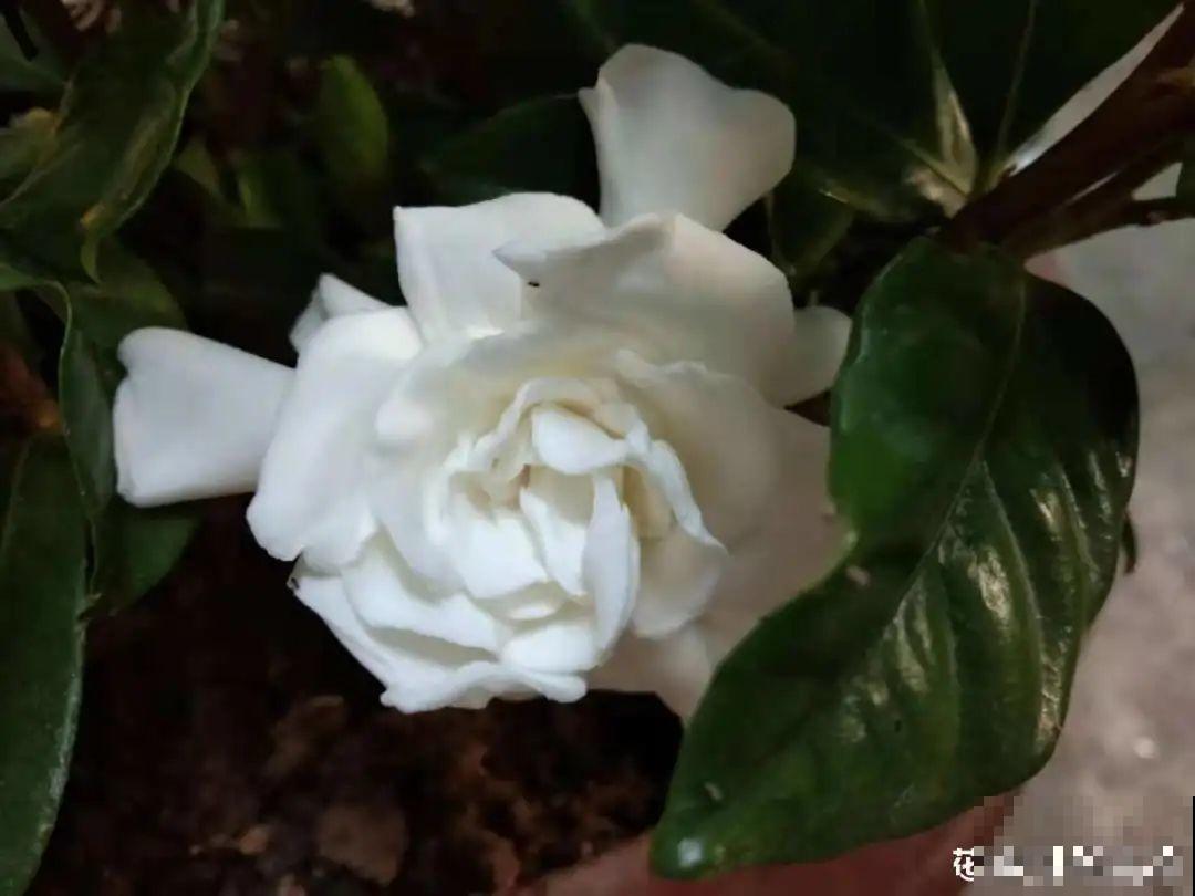 4种花别乱养,天天招虫子,越养越生气 4种花别乱养,天天招虫子,越养越生气