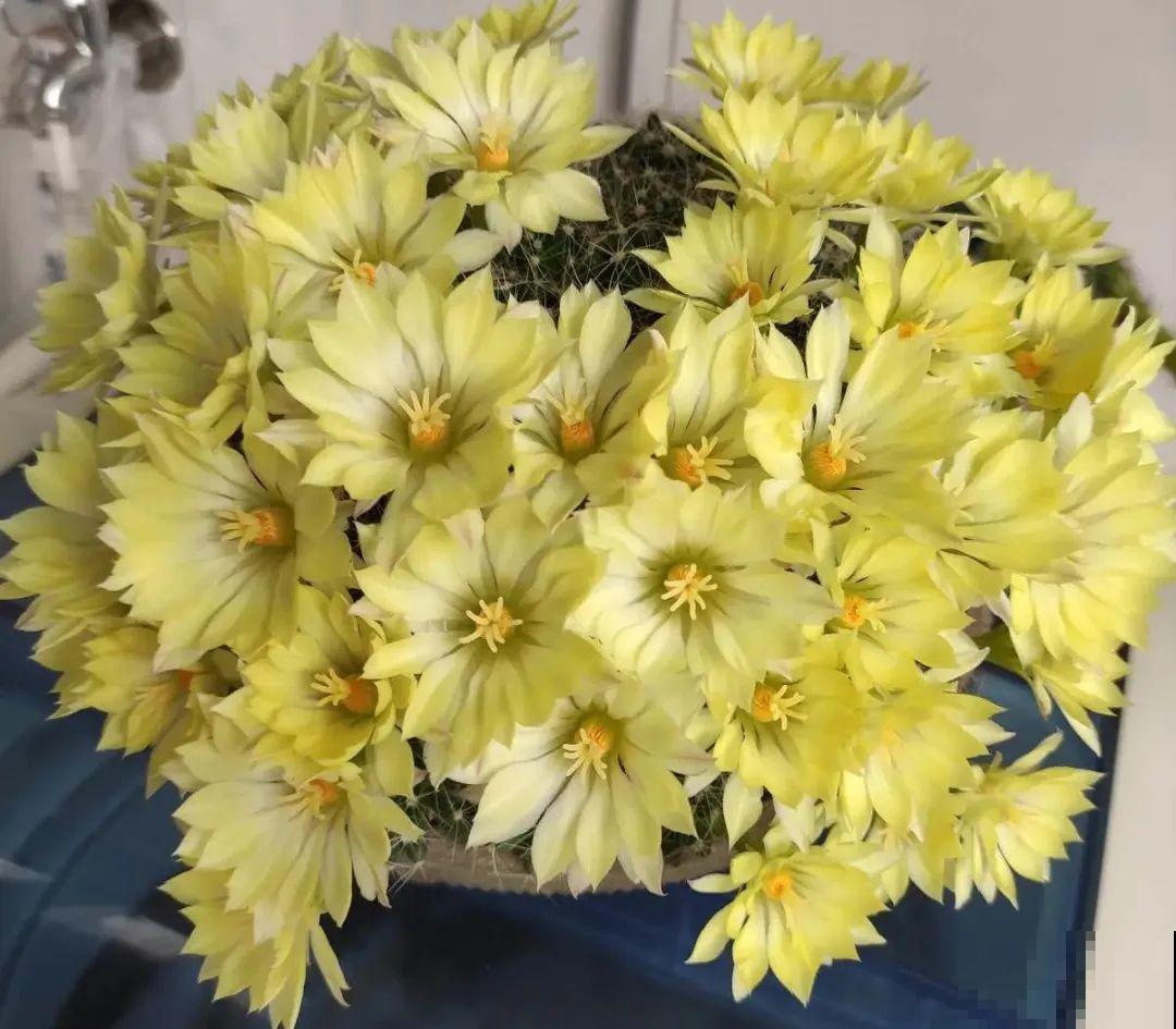 家里养8种花，独特有气质，还有满满安全感