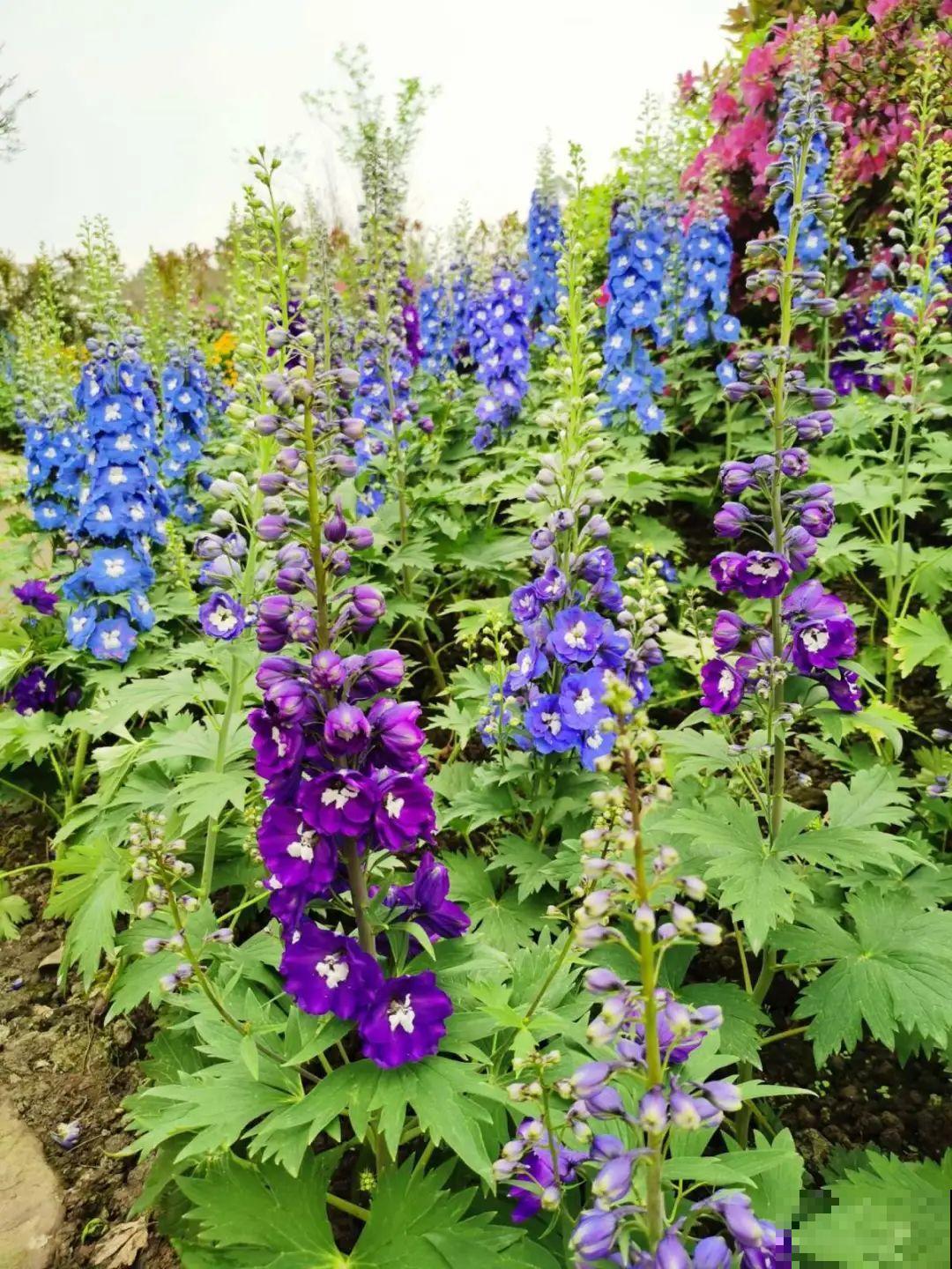 绿化带“壕”无人性，10万块的花堆一起，你认识几个？