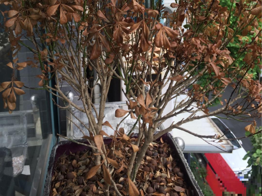 花成了光杆司令，剪一刀撒点药，很快冒新芽