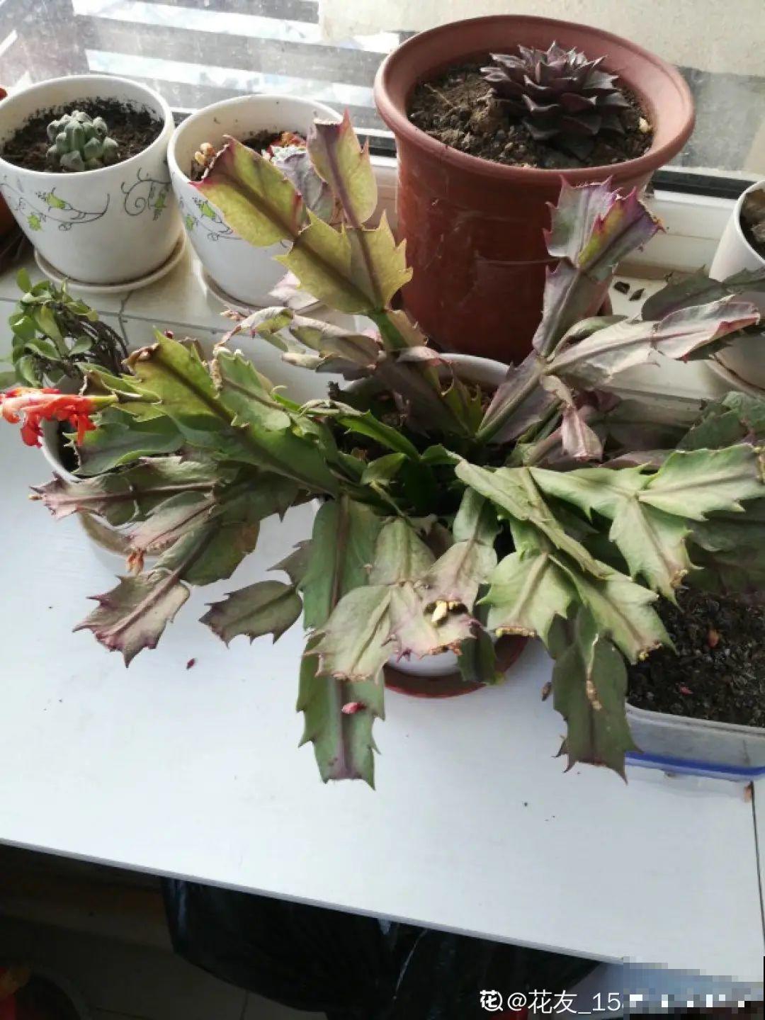 8种花夏天不能买,买回来就死,白浪费钱 8种花夏天不能买,买回来就死,白浪费钱