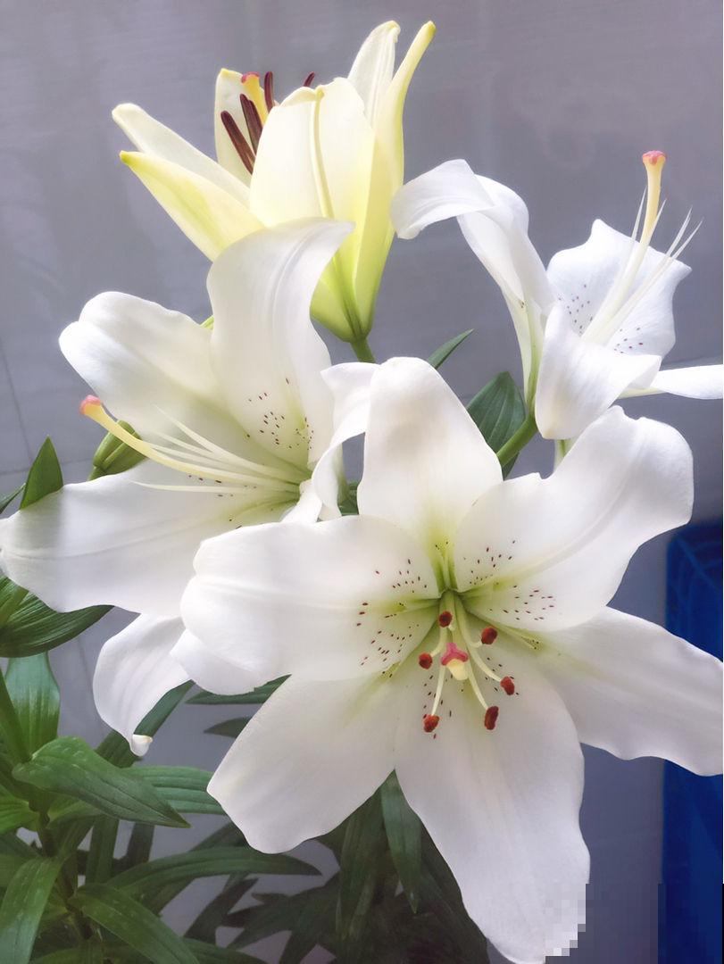 在家里养花一定要谨慎，尤其是这4种，汁液有毒养护要谨慎