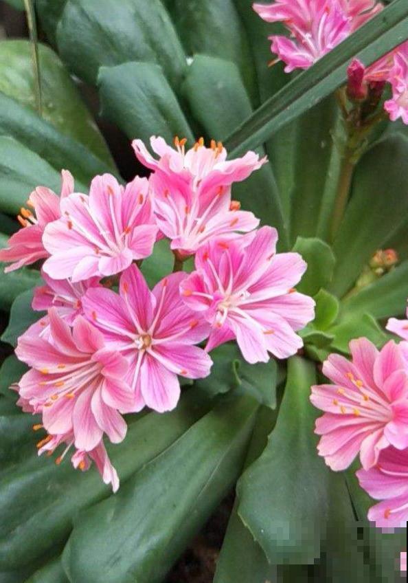 秋季养花排行榜,绿萝都过时了,开花的植物才是“王道” 秋季养花排行榜,绿萝都过时了,开花的植物才是“王道”