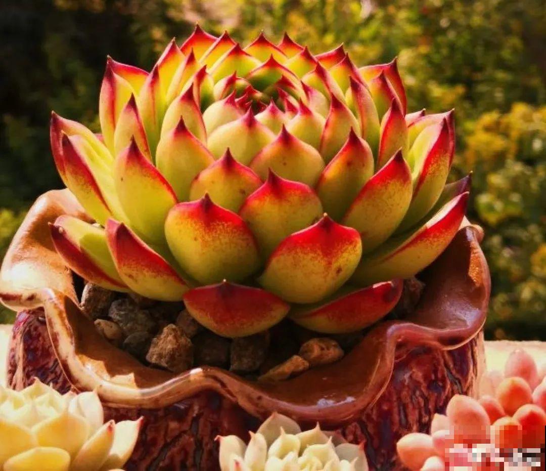 夏天养多肉，别人的绿徒摊，她的却美萌艳，太美了