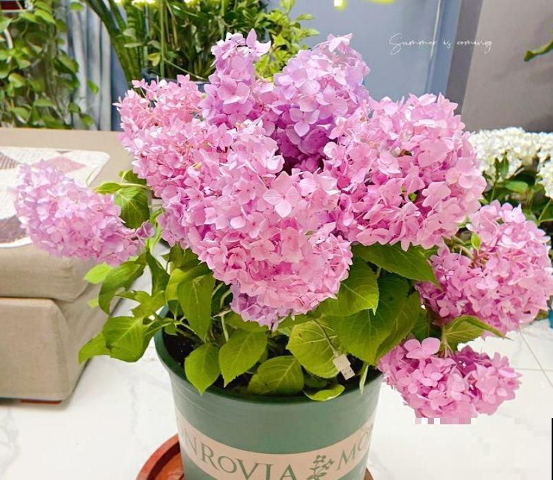 夏天养花，这4个地方不能养，不然植物都死了