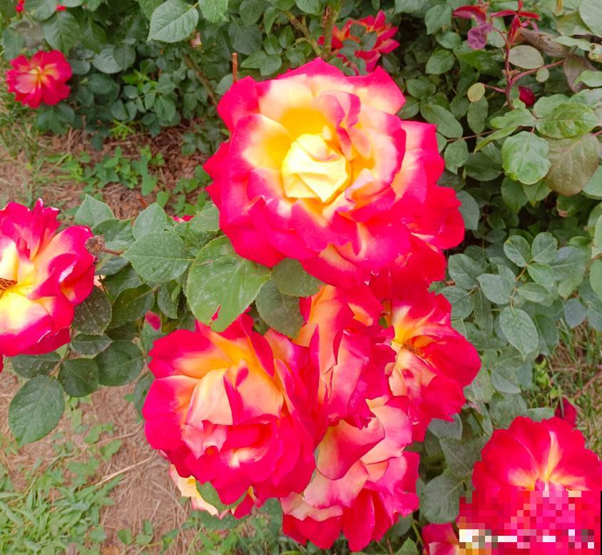 养花8年,总结出6个“坑”,早看早避开 养花8年,总结出6个“坑”,早看早避开