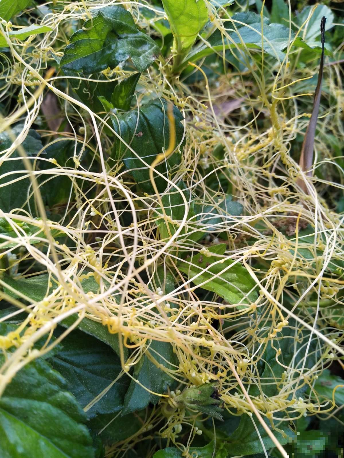 4种生物入侵植物，还是别养了，泛滥了容易惹麻烦