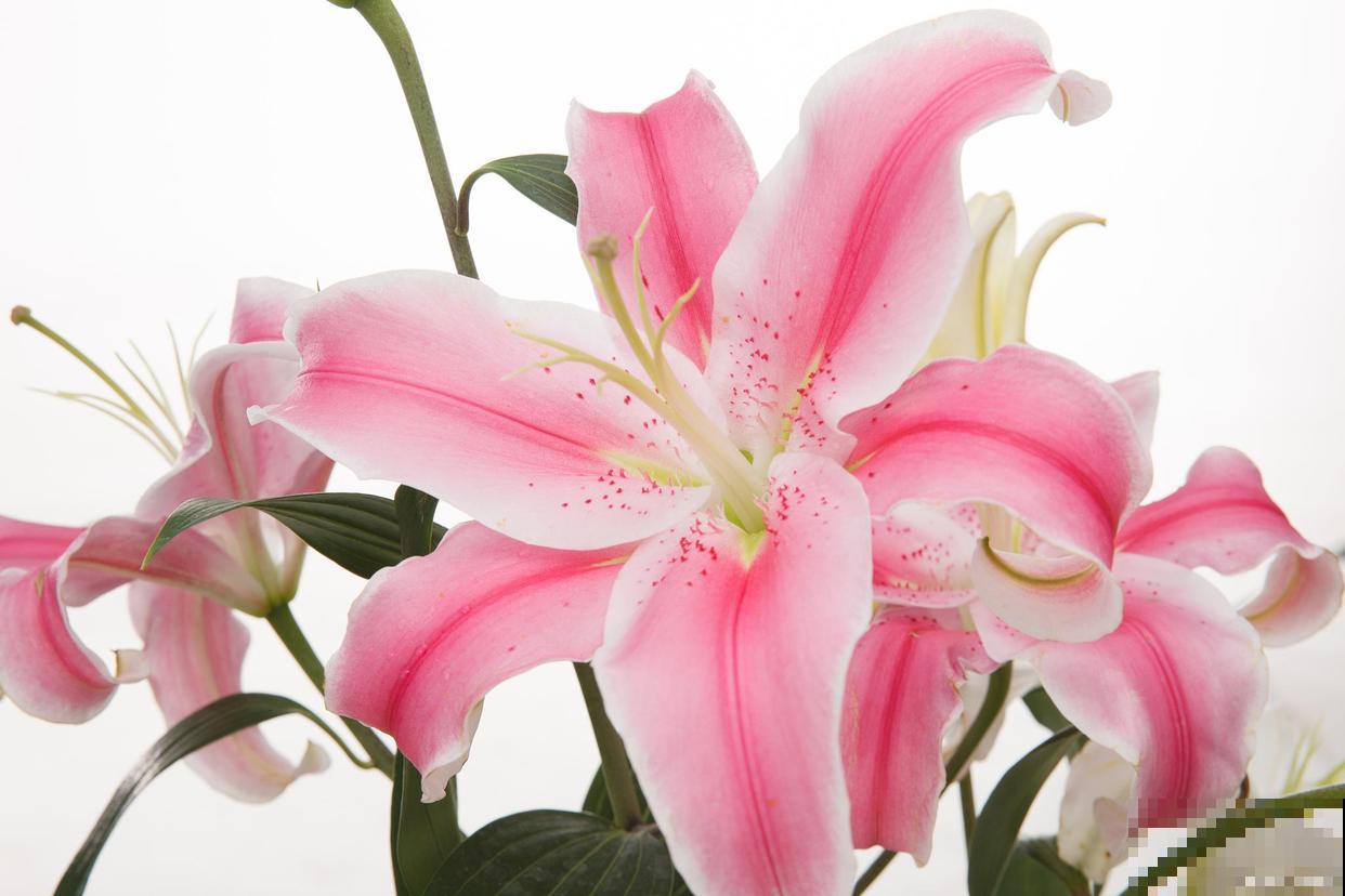 要想百合开花多，做好3点养护，到了季节就开花